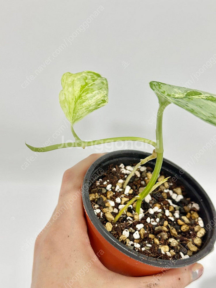 희귀식물 스킨답서스 피썬/피전/피젼--1